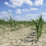 Pa masa, ndryshimet e klimës do të krijojnë 17 mld USD humbje në bujqësi