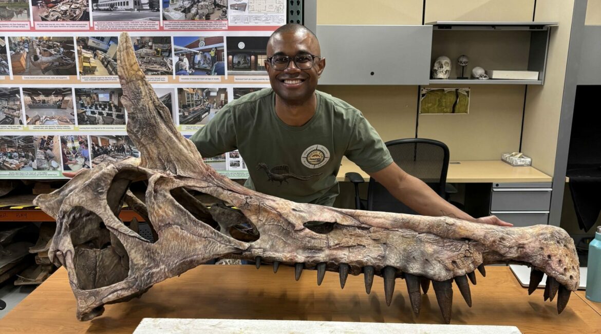 Shkencëtarët identifikojnë një specie të re Spinosaurusi