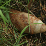 Evakuohet spitali në Francë, mjekët gjejnë një predhë të Luftës së Parë Botërore në trupin e pacientit