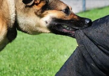 E kafshon qeni i fqinjit, vdes 65-vjeçarja në Belsh