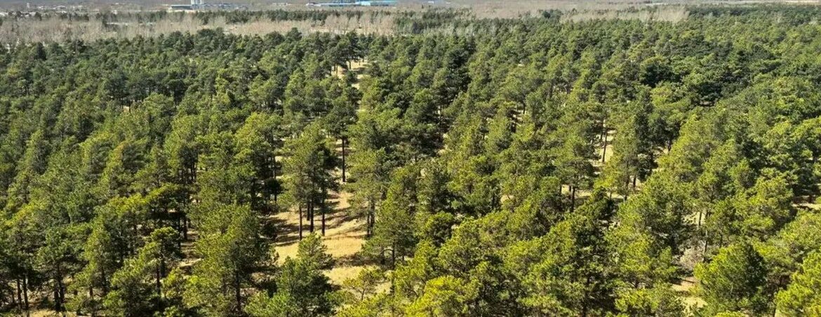 “Muri i Madh i Gjelbër”, Kina shndërron shkretëtirën e saj më të madhe me projektin gjigant