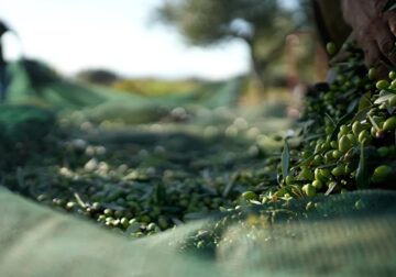 Ndërsa çmimet e vajit të ullirit po bien në BE, Shqipëria kryesoi rritjen në 2025 me 7.2%