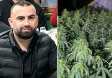 Peqin/ Gjenden 4 mijë rrënjë kanabisi në banesën e Drejtorit të Burgut të Rrogozhinës, shpallet në kërkim