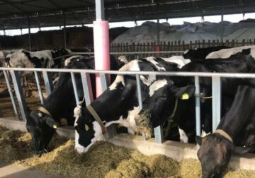 Qeveria rrit financimin për mbarështimin e bagëtive, heq skemën e naftës për fermerët