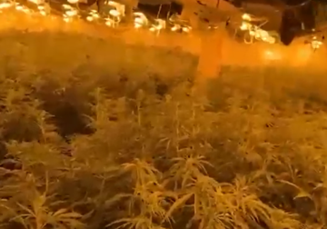 Kanabisi në magazinën në Peqin, policia: Në pranga faturisti i energjisë elektrike, shpallen në kërkim 4 persona