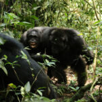 Familja e majmunëve përçahet e nis masakrën kundër njëri-tjetrit, habiten shkencëtarët