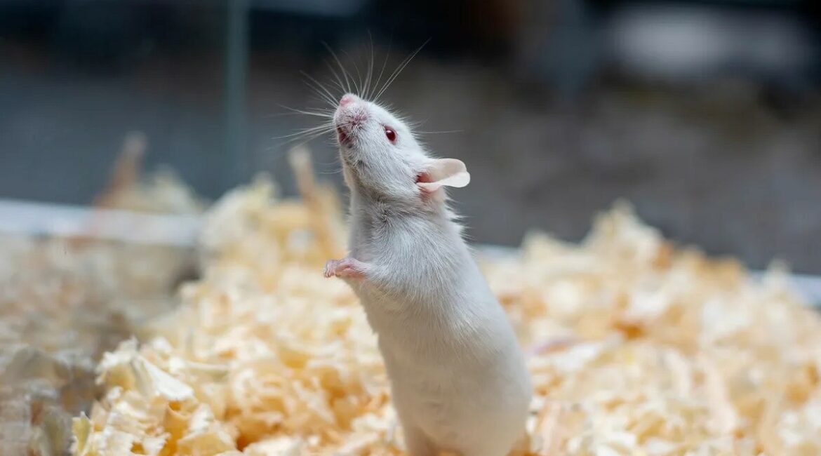 Shkencëtarët bënë minjtë të kenë frikë nga diçka që s’e kishin përjetuar kurrë por që kishte traumatizuar prindërit e tyre