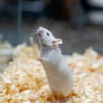 Shkencëtarët bënë minjtë të kenë frikë nga diçka që s’e kishin përjetuar kurrë por që kishte traumatizuar prindërit e tyre