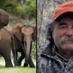 Elefantët vrasin milionerin amerikan që gjuante kafshë të mëdha gjatë safarit në Gabon