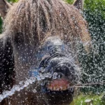 Gjermania shënon rekord të ri temperaturash mes valës ekstreme të të nxehtit në Evropë