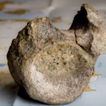 Gjendet pas 40 vitesh në një sirtar fosili i parë i dinosaurit në Antarktidë