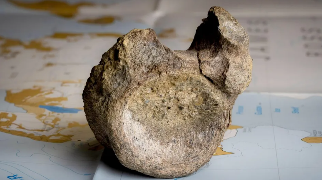 Gjendet pas 40 vitesh në një sirtar fosili i parë i dinosaurit në Antarktidë